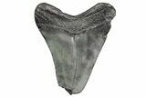 Fossil Megalodon Tooth - South Carolina #368396-1